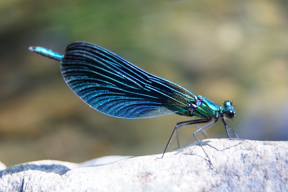 Photographie de Calopteryx vierge male