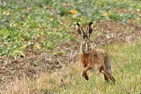 Proville-Association-Societe-Chasse-Plaine