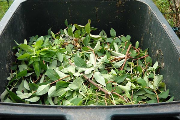 déchets verts1